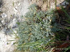 Astragalus arnacantha