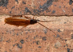 Parcoblatta pennsylvanica