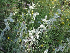 Marrubium incanum