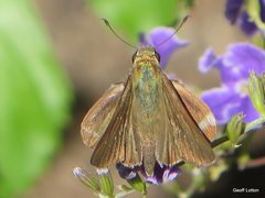 Hesperiidae