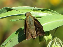 Hesperiidae