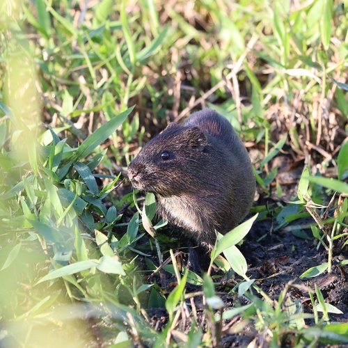 オオテンジクネズミ