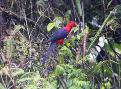 Moluccan King-Parrot photo 2