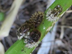 Insecta