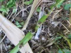 Insecta