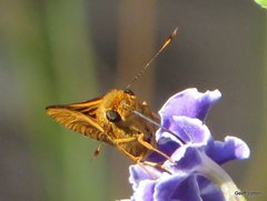 Hesperiidae