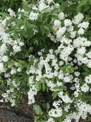 Viburnaceae