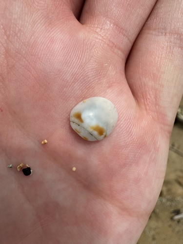 Maculastrombus maculatus observed 2024-07-15