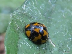 Coelophora inaequalis
