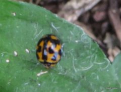 Coelophora inaequalis