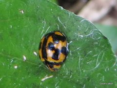 Coelophora inaequalis