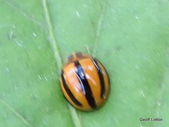 Coccinellini