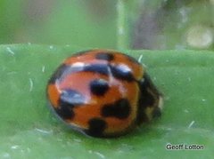 Coelophora inaequalis