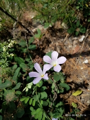 Linum lanuginosum