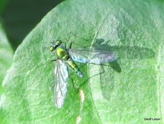 Austrosciapus