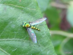 Austrosciapus
