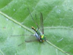 Austrosciapus
