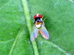 Diptera