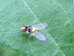 Diptera