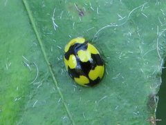 Illeis galbula
