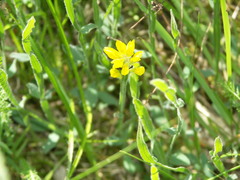 Genista sagittalis