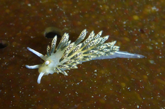 Diaphoreolis flavovulta