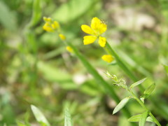 Genista sagittalis