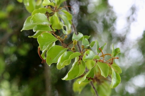 Image of Taxillus chinensis by no rights reserved