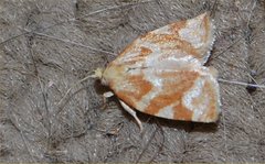 Lepidoptera