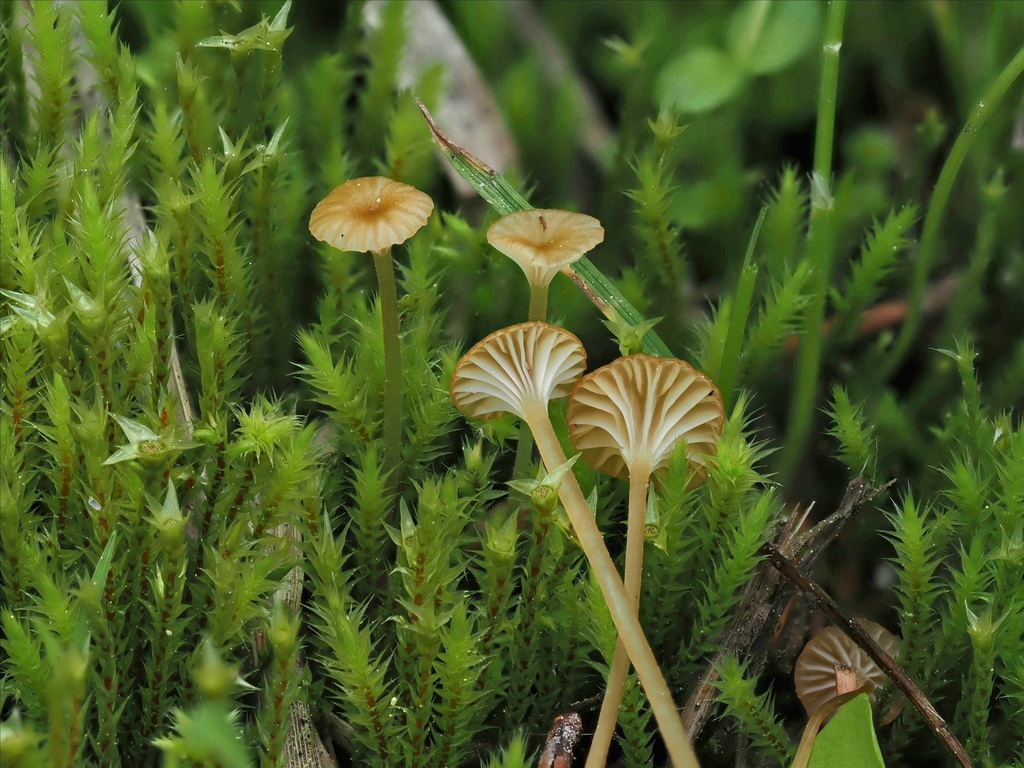Rickenella mellea