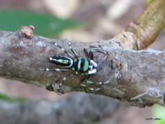 Cosmophasis