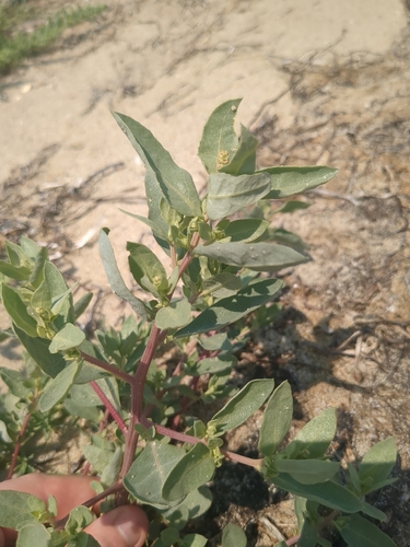 Crested saltbush (Atriplex cristata)