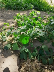 Alternanthera pubiflora