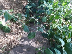 Alternanthera pubiflora