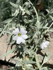 Cerastium tomentosum