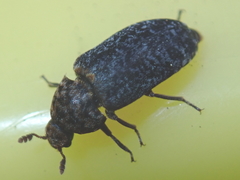 Dermestes undulatus