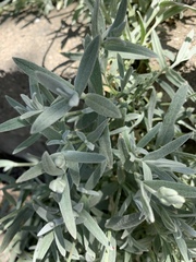 Cerastium tomentosum