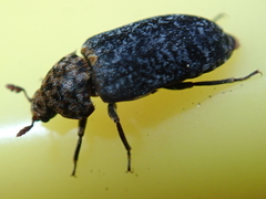 Dermestes undulatus