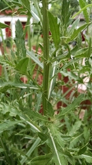 Cirsium arvense