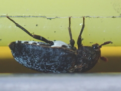 Dermestes undulatus