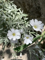 Cerastium tomentosum