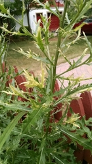 Cirsium arvense