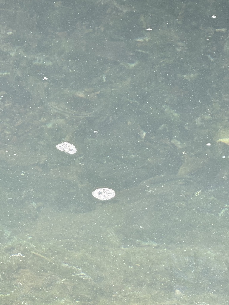 Carriker's Characin
