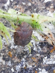 Psacasta tuberculata