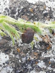 Psacasta tuberculata