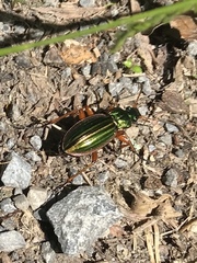 Carabus auratus