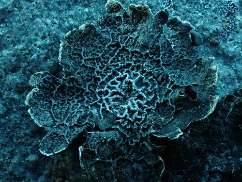 Puckered Rocktripe Lichen