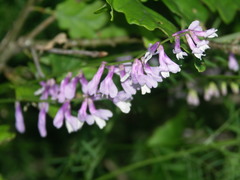 Vicia tenuifolia dalmatica