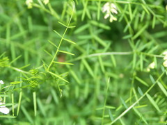 Vicia tenuifolia dalmatica