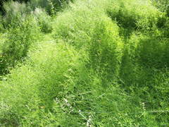 Vicia tenuifolia dalmatica